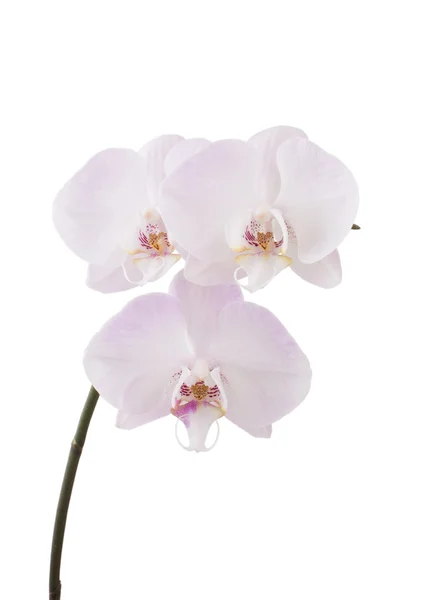 mor ile beyaz orkide