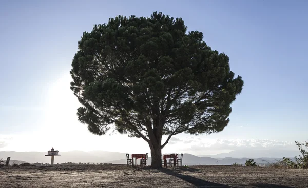 Girit'te bir tek ağaç — Stok fotoğraf