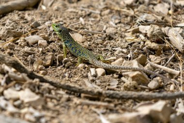 Lagartija verde en la tierra