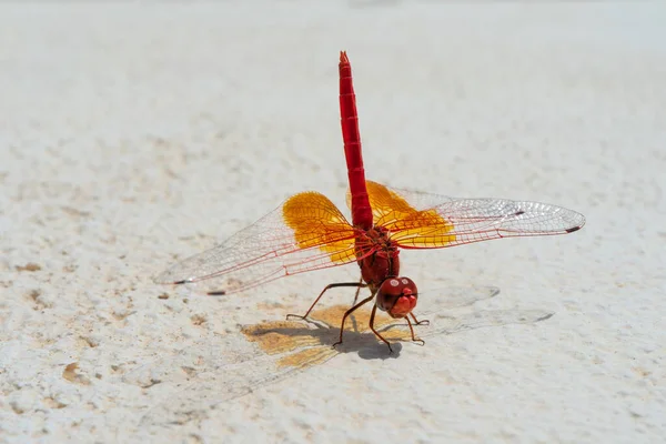 Photograph Red Dragonfly Perched Stone — Fotografia de Stock