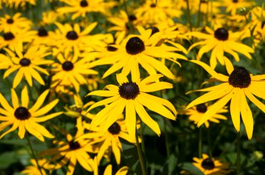 Sarı papatya arka plan