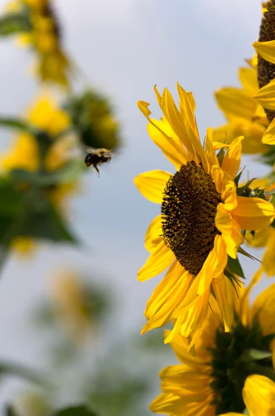 Ayçiçeği bitki doğru uçan bumble bee