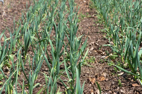 Jeunes plants d'oignon dans le jardin Photo De Stock