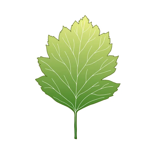 Зеленый Листок Дерева Векторный Изолированный Элемент Проектирования — стоковый вектор
