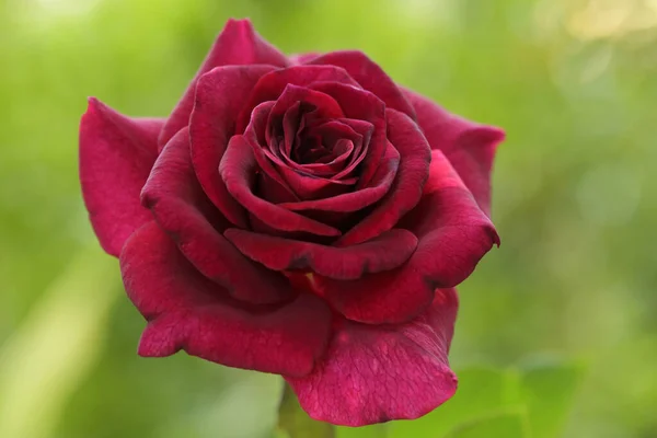 Schöne Dunkelrote Rose Auf Grünem Naturhintergrund Die Roten Rosen Bedeuten — Stockfoto