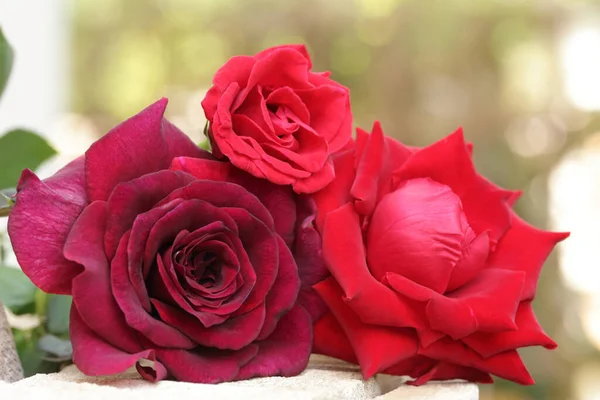 Drei Farbtöne Roter Rosen Auf Grünem Naturhintergrund Die Roten Rosen — Stockfoto