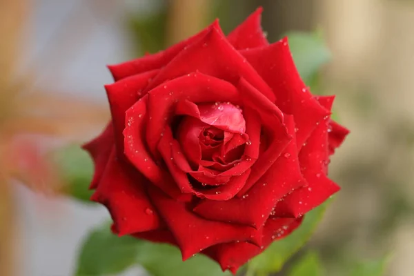 Rote Rose Mit Wassertropfen Auf Blütenblättern Die Blume Garten — Stockfoto