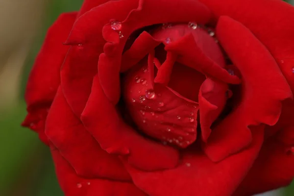 Κοντινό Κόκκινο Τριαντάφυλλο Σταγόνες Νερού Στο Πέταλο Λουλούδι Στον Κήπο — Φωτογραφία Αρχείου