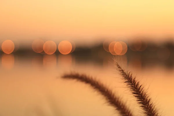 Kahverengi Çimen Çiçeğini Kapatın Altından Bir Işık Bir Gölün Üzerine — Stok fotoğraf