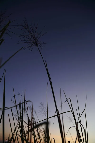 Alacakaranlık Mavisi Gökyüzü Ile Çimen Çiçeğinin Silueti — Stok fotoğraf