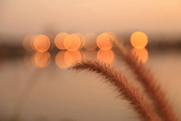 Kahverengi Çimen Çiçeğini Kapatın Altından Bir Işık Bir Gölün Üzerine — Stok fotoğraf