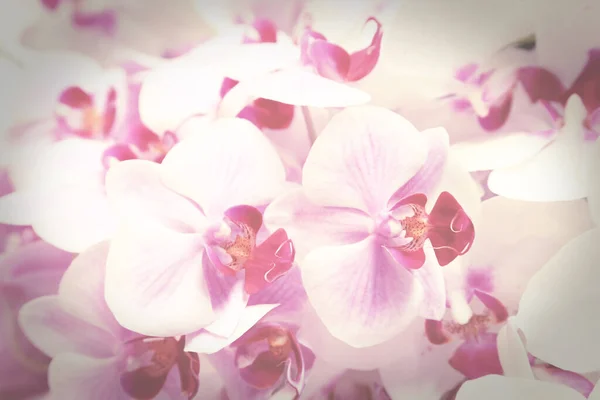 Vintage Tonica Viola Phalaenopsis Orchidea Fiori Sfondo — Foto Stock