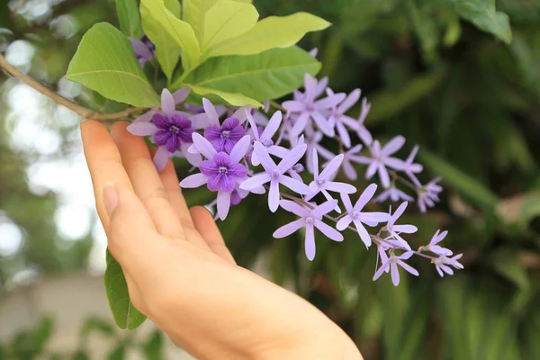 Selektivt Fokus Kvinna Hand Som Berör Lila Sandpapper Vinranka Blommor — Stockfoto