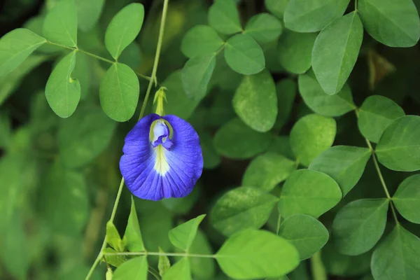 Fjärilsärter Eller Blåärtsblomma Clitoria Ternatea Med Grön Bladbakgrund Stockbild