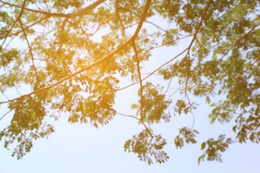 Soyut bahar görüntüsü. Odak dışı ağaç dalının yeşil doğal arka planında sıcak ışık var.