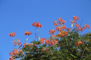 Kırmızı Flam Boyant Ağacı çiçekleri mavi arka planda toplanır.