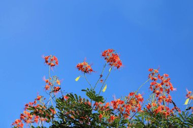 Kırmızı Flam Boyant Ağacı çiçekleri mavi arka planda toplanır.