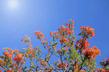 Kırmızı Flam Boyant Ağacı çiçekleri mavi arka planda toplanır.
