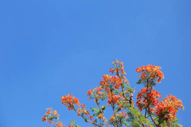 Kırmızı Flam Boyant Ağacı çiçekleri mavi arka planda toplanır.