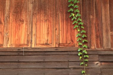 Kırmızı kahverengi ahşap arka planda yeşil tırmanma asması bitkisi.