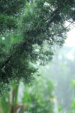 Yağmurda yeşil bahçe. Çam yaprağının üzerine yağmurlu arka planda su damlası.