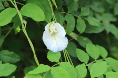 Beyaz mutant tipi Mavi bezelye ya da yeşil dalda Kelebek bezelyesi çiçeği. 