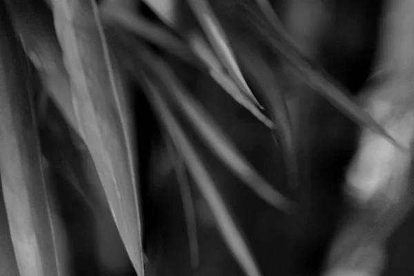 竹叶黑 白色调模糊的背景 — 图库照片