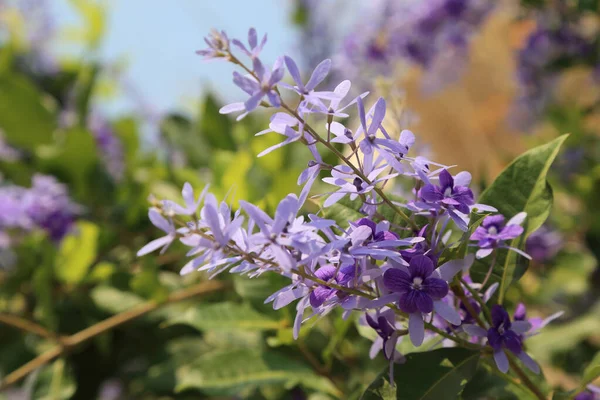 紫色砂纸葡萄藤 Petrea Racemosa 在夏季花园盛开 — 图库照片