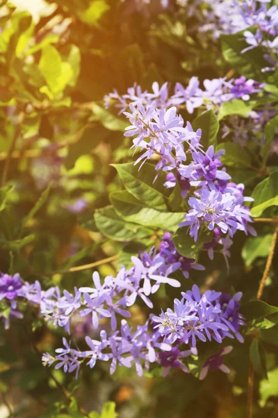 春天里 紫色沙纸藤蔓开满鲜花 光线温暖 — 图库照片
