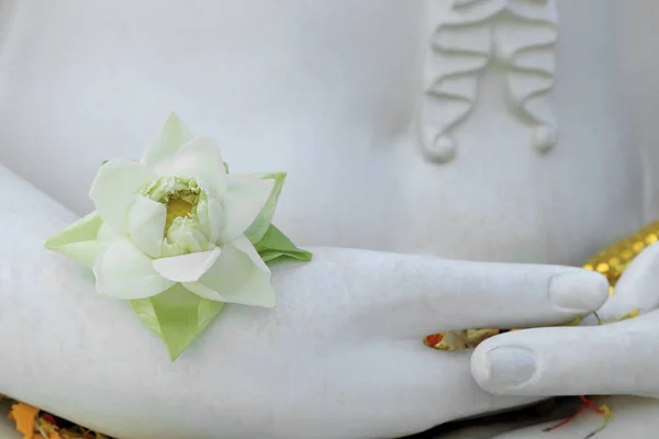 Белый Цветущий Лотос Руке Статуи Будды — стоковое фото