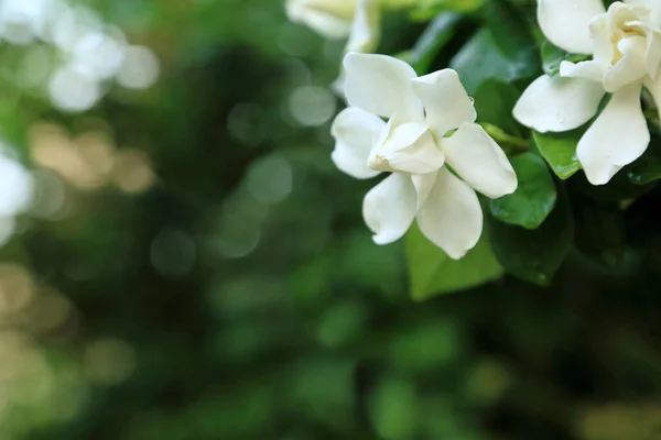 淡绿色背景的花瓣上有淡淡的水滴的白色茉莉花 茉莉花角 — 图库照片