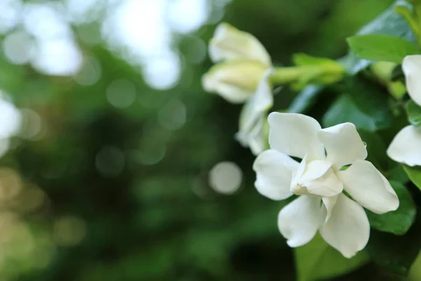 White Gardenia jasminoides flowers (Cape jasmine) with freshness water drop on petal with blurred green garden background.