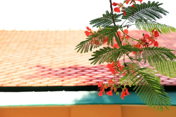 房顶背景的红花丛生 — 图库照片