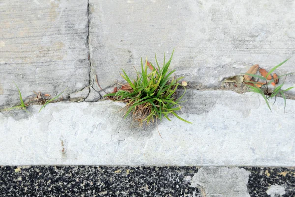 Gras Groeien Gezamenlijke Gebarsten Van Cement Bestrating — Stockfoto