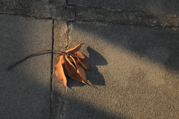 Sušené Listy Padají Zem Slunečním Paprskem Abstraktní Podzimní Pozadí — Stock fotografie