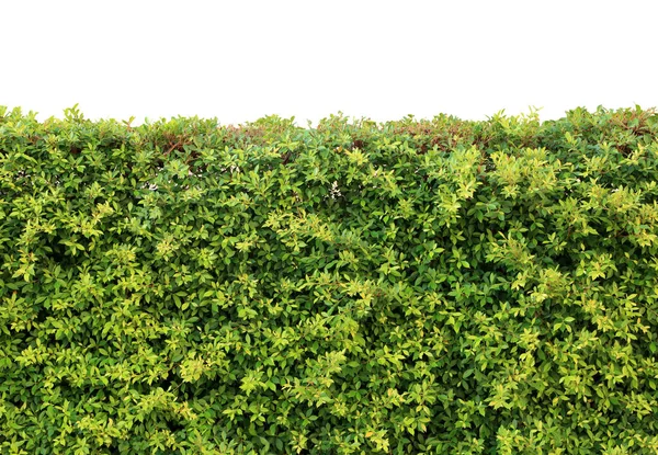 Haie Verte Mur Plantes Sur Fond Blanc — Photo