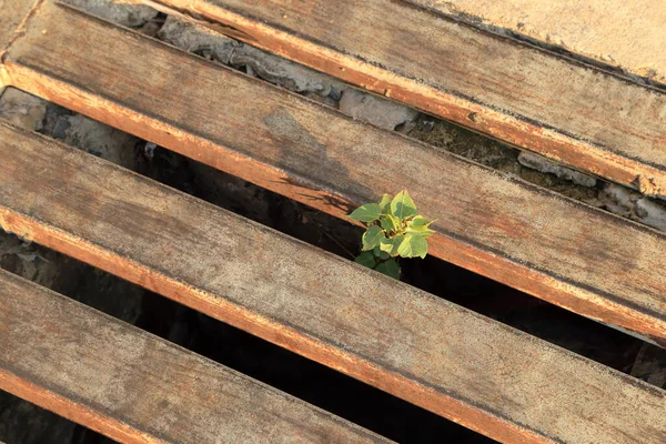 Растение Растет Железном Покрытии Слива Теплом Солнечном Свете Надежда Концепция — стоковое фото