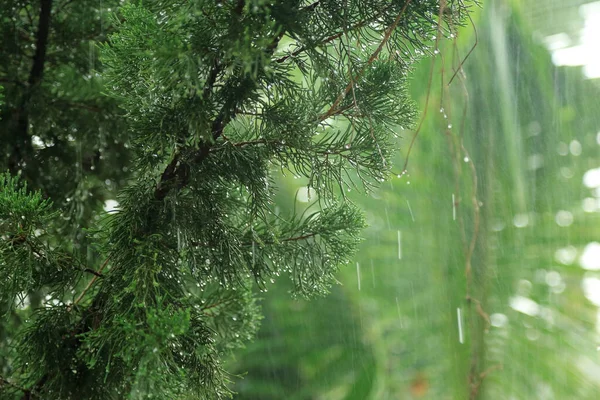 Zöld Kert Esőben Vízcsepp Fenyőlevélen Esős Háttérrel — Stock Fotó
