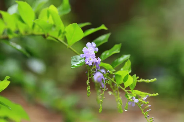 雨后花园 绿枝上的紫色小花 有水滴 — 图库照片