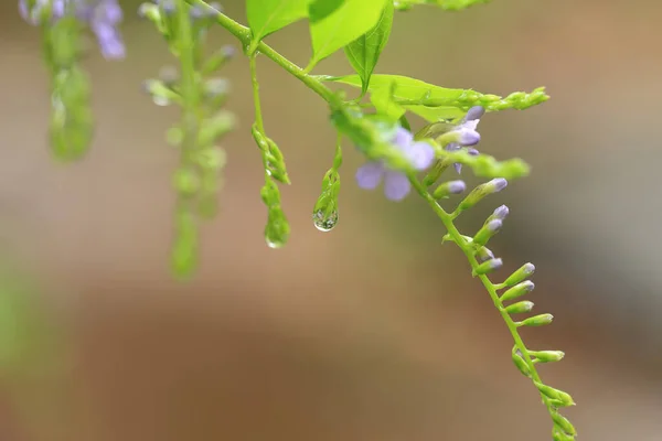 雨后花园 紫色小花 水滴在模糊的背景上 — 图库照片