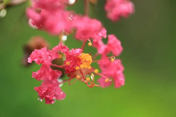 Після Дощового Саду Рожеві Квіти Краплями Води Зеленому Розмитому Фоні — стокове фото