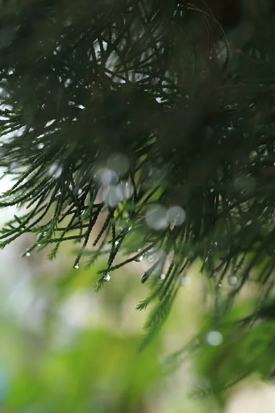 Zöld Fenyőfa Eső Után Bokeh Vízcseppek Ágon Elvont Természetes Háttér — Stock Fotó