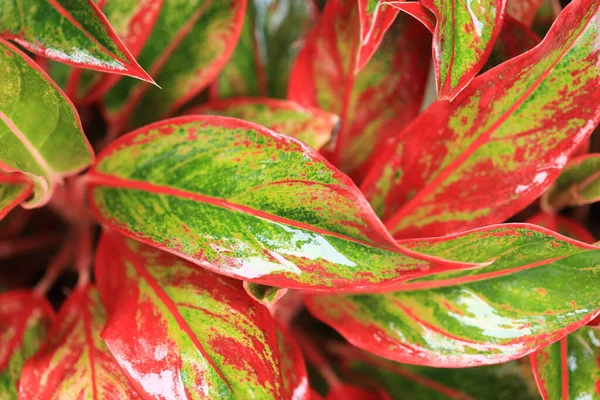 Após Jardim Chuva Folhas Coloridas Com Gota Água Para Uso — Fotografia de Stock