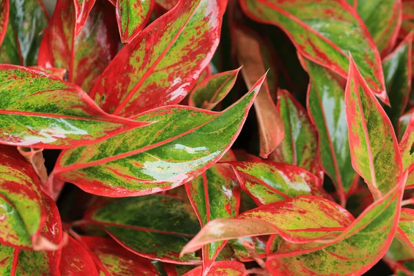 Após Jardim Chuva Folhas Coloridas Com Gota Água Para Uso — Fotografia de Stock