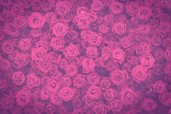 Ciemny Stonowany Vintage Różowy Fioletowy Róż Kwiaty Tło Ściany — Zdjęcie stockowe