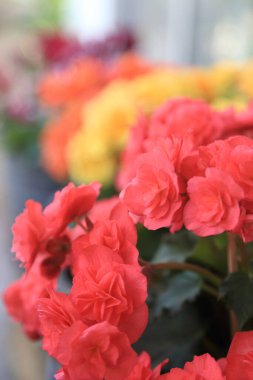 Renkli Begonya çiçekleri, yaz bahçesi arka planı.