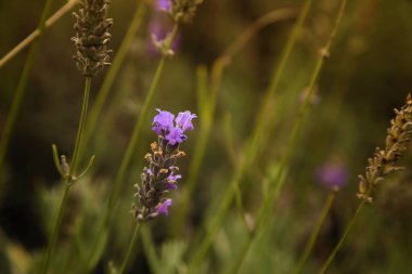 Doğa alanında lavanta çiçeği.