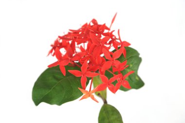 Beyaz arkaplanda kırmızı ixora çiçekleri.