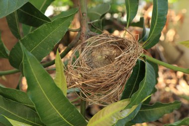 Ebedi yeşil mango ağacında doğal kuş yuvası.