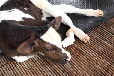 Süt çiftliğindeki inek ahırında yatan buzağı..